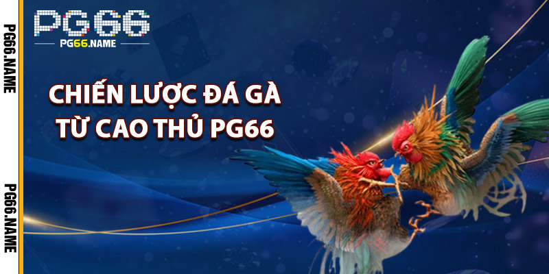 Chiến Lược Đá Gà Từ Cao Thủ PG66